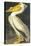 American White Pelican-John James Audubon-Stretched Canvas