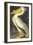 American White Pelican-John James Audubon-Framed Art Print