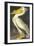 American White Pelican-John James Audubon-Framed Art Print