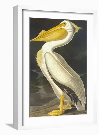 American White Pelican-John James Audubon-Framed Art Print