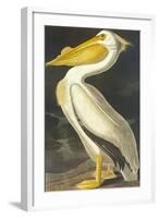 American White Pelican-John James Audubon-Framed Art Print