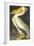 American White Pelican-John James Audubon-Framed Art Print