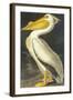 American White Pelican-John James Audubon-Framed Art Print