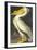 American White Pelican-John James Audubon-Framed Art Print