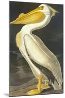 American White Pelican-John James Audubon-Mounted Art Print