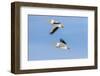 American white pelicans flying, Clinton County, Illinois.-Richard & Susan Day-Framed Photographic Print