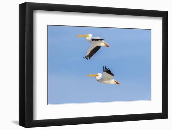 American white pelicans flying, Clinton County, Illinois.-Richard & Susan Day-Framed Photographic Print