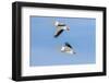 American white pelicans flying, Clinton County, Illinois.-Richard & Susan Day-Framed Photographic Print