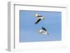 American white pelicans flying, Clinton County, Illinois.-Richard & Susan Day-Framed Photographic Print