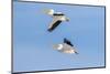 American white pelicans flying, Clinton County, Illinois.-Richard & Susan Day-Mounted Photographic Print