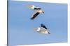 American white pelicans flying, Clinton County, Illinois.-Richard & Susan Day-Stretched Canvas