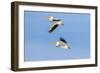 American white pelicans flying, Clinton County, Illinois.-Richard & Susan Day-Framed Photographic Print