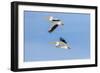 American white pelicans flying, Clinton County, Illinois.-Richard & Susan Day-Framed Photographic Print