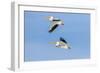 American white pelicans flying, Clinton County, Illinois.-Richard & Susan Day-Framed Photographic Print