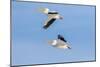 American white pelicans flying, Clinton County, Illinois.-Richard & Susan Day-Mounted Photographic Print