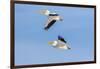 American white pelicans flying, Clinton County, Illinois.-Richard & Susan Day-Framed Photographic Print