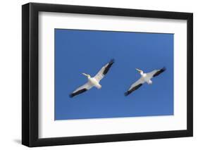 American white pelicans flying, Clinton County, Illinois.-Richard & Susan Day-Framed Photographic Print