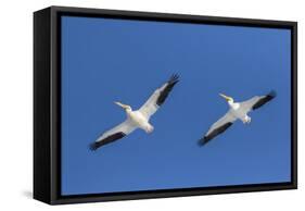 American white pelicans flying, Clinton County, Illinois.-Richard & Susan Day-Framed Stretched Canvas