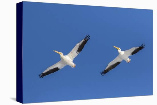 American white pelicans flying, Clinton County, Illinois.-Richard & Susan Day-Stretched Canvas