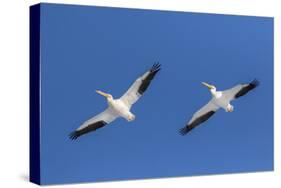 American white pelicans flying, Clinton County, Illinois.-Richard & Susan Day-Stretched Canvas