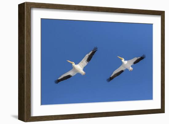 American white pelicans flying, Clinton County, Illinois.-Richard & Susan Day-Framed Photographic Print