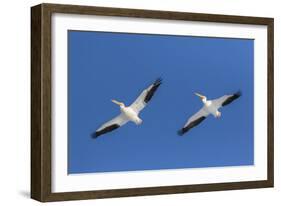 American white pelicans flying, Clinton County, Illinois.-Richard & Susan Day-Framed Photographic Print