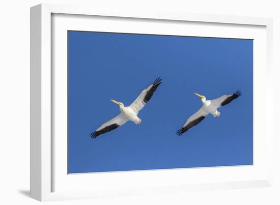 American white pelicans flying, Clinton County, Illinois.-Richard & Susan Day-Framed Photographic Print