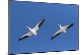 American white pelicans flying, Clinton County, Illinois.-Richard & Susan Day-Mounted Photographic Print