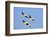 American White Pelicans in Flight, Riverlands Environmental Area, Mo-Richard and Susan Day-Framed Photographic Print