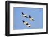 American White Pelicans in Flight, Riverlands Environmental Area, Mo-Richard and Susan Day-Framed Photographic Print