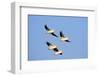 American White Pelicans in Flight, Riverlands Environmental Area, Mo-Richard and Susan Day-Framed Photographic Print