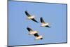 American White Pelicans in Flight, Riverlands Environmental Area, Mo-Richard and Susan Day-Mounted Photographic Print