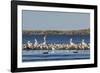 American White Pelicans (Pelecanus Erythrorhynchos) Amongst Other Shorebirds in Magdalena Bay-Michael Nolan-Framed Photographic Print