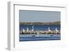 American White Pelicans (Pelecanus Erythrorhynchos) Amongst Other Shorebirds in Magdalena Bay-Michael Nolan-Framed Photographic Print