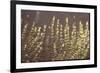 American White Pelicans Skirt the Water Filling Up on Fish Near Gunnison Islands-Bill Eppridge-Framed Photographic Print