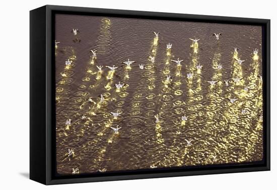 American White Pelicans Skirt the Water Filling Up on Fish Near Gunnison Islands-Bill Eppridge-Framed Stretched Canvas