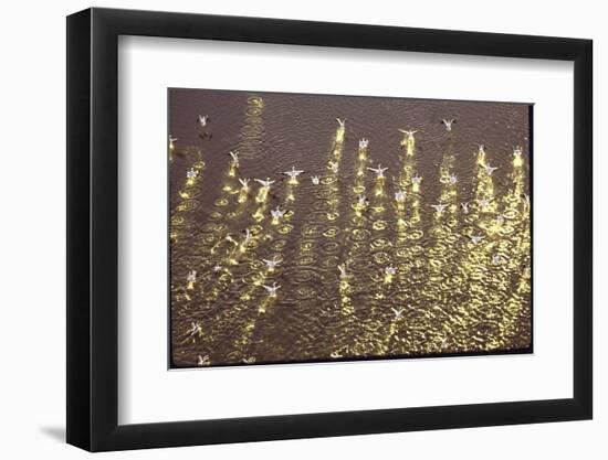 American White Pelicans Skirt the Water Filling Up on Fish Near Gunnison Islands-Bill Eppridge-Framed Photographic Print