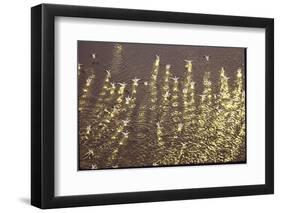 American White Pelicans Skirt the Water Filling Up on Fish Near Gunnison Islands-Bill Eppridge-Framed Photographic Print