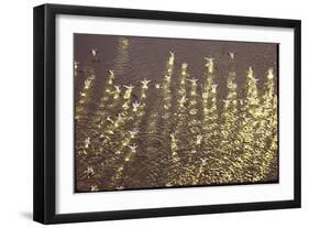 American White Pelicans Skirt the Water Filling Up on Fish Near Gunnison Islands-Bill Eppridge-Framed Photographic Print