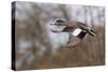 American Widgeon Duck-Ken Archer-Stretched Canvas