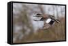 American Widgeon Duck-Ken Archer-Framed Stretched Canvas