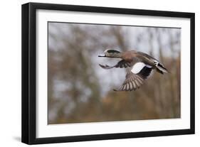 American Widgeon Duck-Ken Archer-Framed Photographic Print