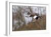 American Widgeon Duck-Ken Archer-Framed Photographic Print