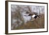 American Widgeon Duck-Ken Archer-Framed Photographic Print