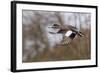 American Widgeon Duck-Ken Archer-Framed Photographic Print