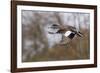 American Widgeon Duck-Ken Archer-Framed Photographic Print