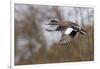 American Widgeon Duck-Ken Archer-Framed Photographic Print