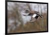 American Widgeon Duck-Ken Archer-Framed Photographic Print