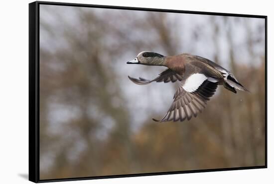 American Widgeon Duck-Ken Archer-Framed Stretched Canvas