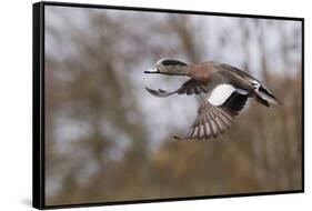 American Widgeon Duck-Ken Archer-Framed Stretched Canvas